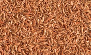 Tetra Reptodelica Shrimps 1l