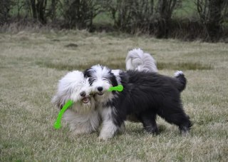 KONG Company Safestix L 70cm