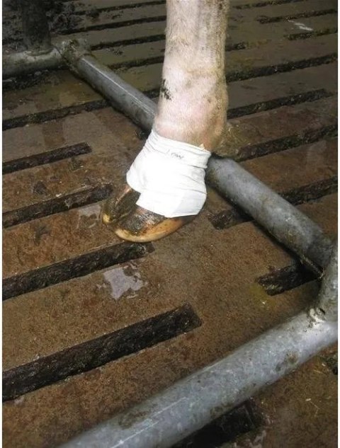 Kruuse Opatrunek Do Kopyt L 1szt