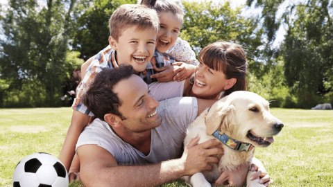 Frexin Obroża Insektobójcza Dla Psa 75cm