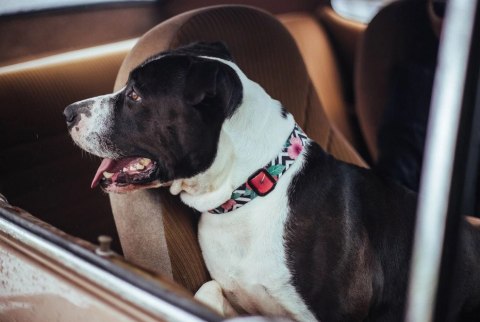 ZEE DOG Obroża Dla Psa Mahalo M