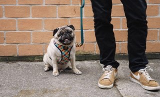 ZEE DOG Szelki Dla Psa Phantom Air Mesh S