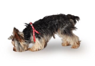 Dingo New York Szelki Step-In Dla Yorka I Małego Psa Niebieskie