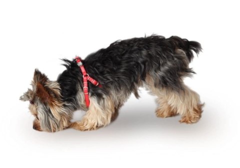 Dingo New York Szelki Step-In Dla Yorka I Małego Psa Niebieskie