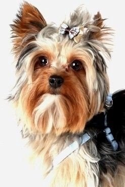 Dingo New York Szelki Step-In Dla Yorka I Małego Psa Niebieskie