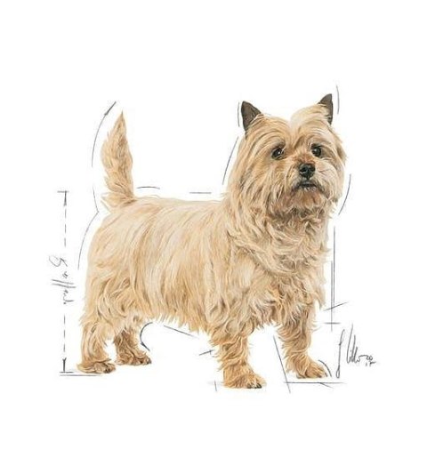 ROYAL CANIN CCN Mini Light Weight Care 1kg