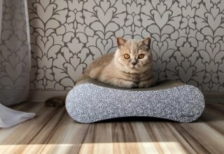 AMIPLAY Drapak Dla Kota Idea Cairo Czarny