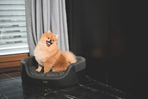 AMIPLAY Legowisko Elipsa Morgan Czarne L