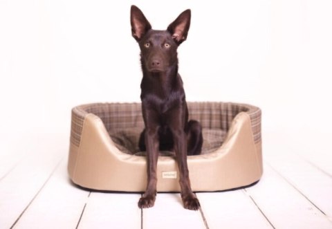 AMIPLAY Legowisko Elipsa Venus Srebrne S