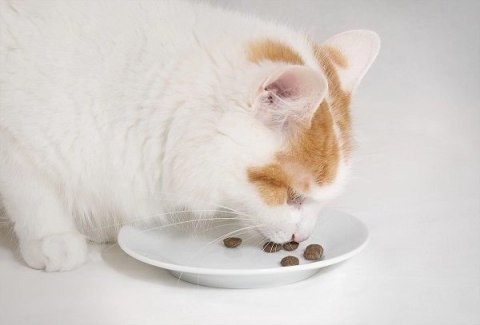 Entomojo Sas Tomojo Karma Insect Dla Kota 2,5kg