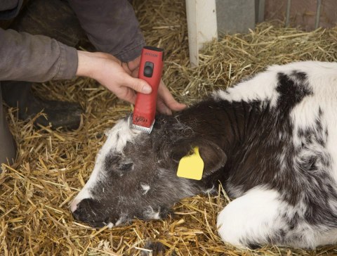 Aesculap Maszynka Do Strzyżenia FAV5 CL Akumulatorowa Czerwona