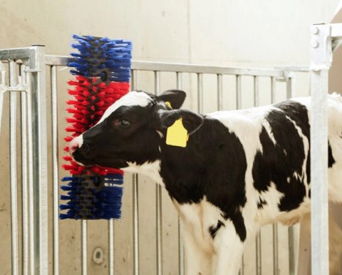 KERBL Czochradło Małe Dla Koni I Bydła Pojedyncze