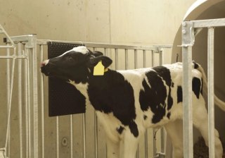 KERBL Drapak Dla Koni I Bydła