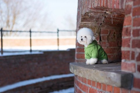 AMIPLAY Bluza Z Kapturem Texas Żółta 40cm