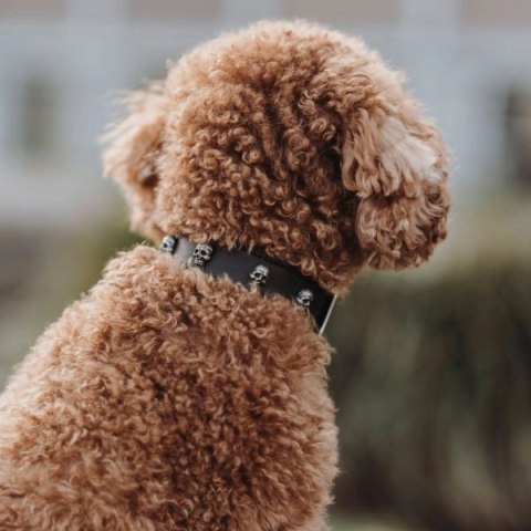 Hunter Obroża Ze Skóry Dla Psa Mombasa S 45 Cm