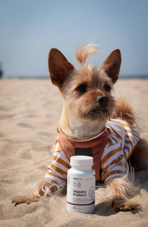 Lab-v Hepato Protect Wspomaganie Funkcji Wątroby Dla Psów I Kotów 45 Kapsułek