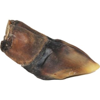 Kopyto jelenia 2 szt