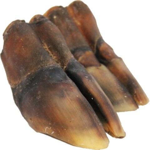 Kopyto jelenia 2 szt