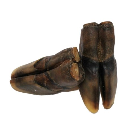 Kopyto jelenia 2 szt