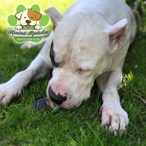 Kopyto jelenia 2 szt