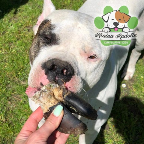 Kopyto jelenia 2 szt