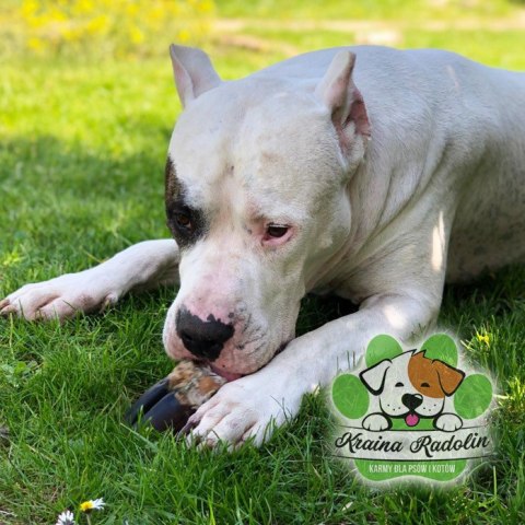 Kopyto jelenia 2 szt