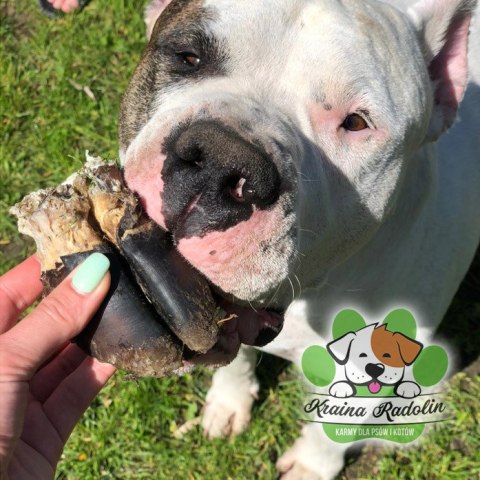 Kopyto jelenia 2 szt