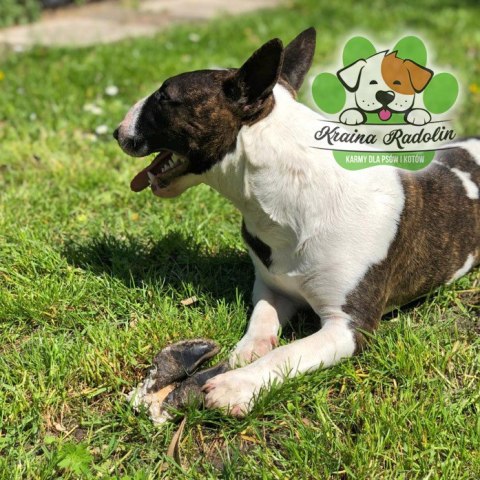 Kopyto jelenia przysmak dla psa NATURA DZICZYZNA gryzaki naturalne