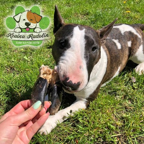 Kopyto jelenia przysmak dla psa NATURA DZICZYZNA gryzaki naturalne