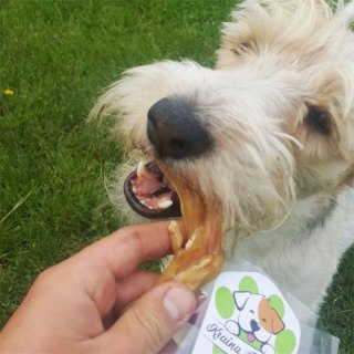 Łapa Kaczora duża szt