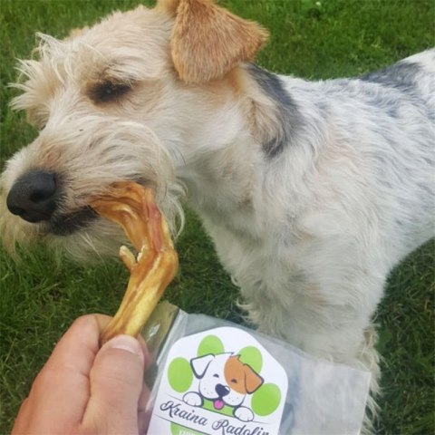 Łapa Kaczora duża szt