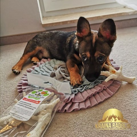 Łapka kurza biała 50 szt