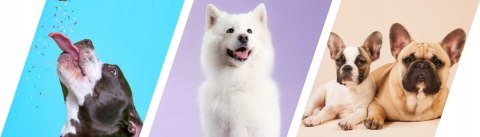 2DOg Cygara Koń 7 szt