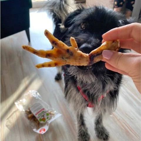 Łapka kurza 6szt przysmak dla psa gryzaki naturalne