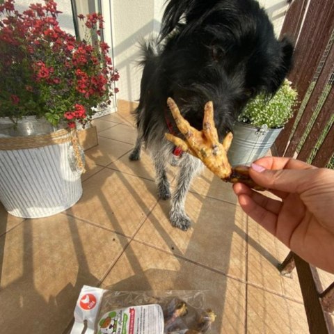 Łapka kurza 6szt przysmak dla psa gryzaki naturalne