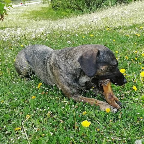 Noga dzika RACICA przysmak dla psa gryzaki naturalne PREMIUM DZICZYZNA