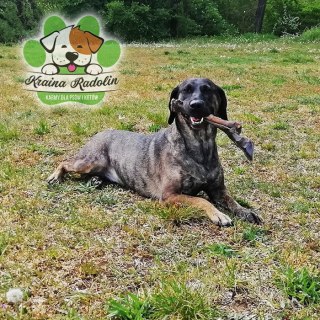 Noga jelenia z kopytem DYŻA natura gryzak