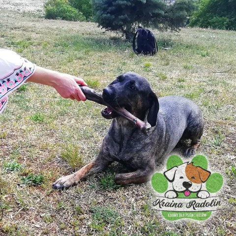 Noga jelenia z kopytem DYŻA natura gryzak