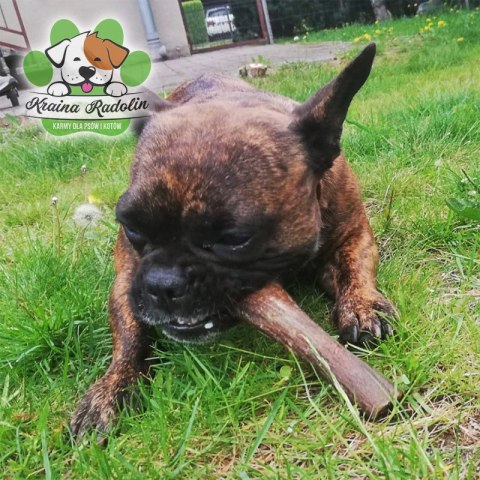 Skóra z dzika 100g przysmak dla psa gryzaki naturalne PREMIUM DZICZYZNA