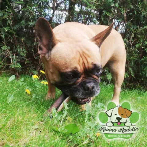 Skóra z dzika 100g przysmak dla psa gryzaki naturalne PREMIUM DZICZYZNA