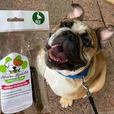 Skrzydło gęśie przysmak dla psa gryzaki naturalne