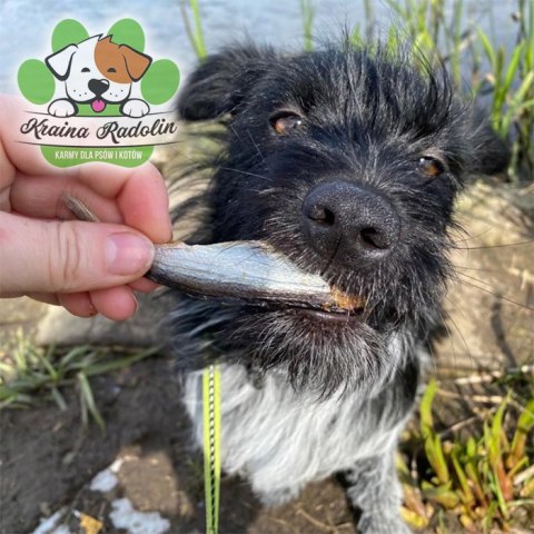 Szprotka bałtycka 40g ryba przysmak dla psa gryzaki naturalne EXTRA