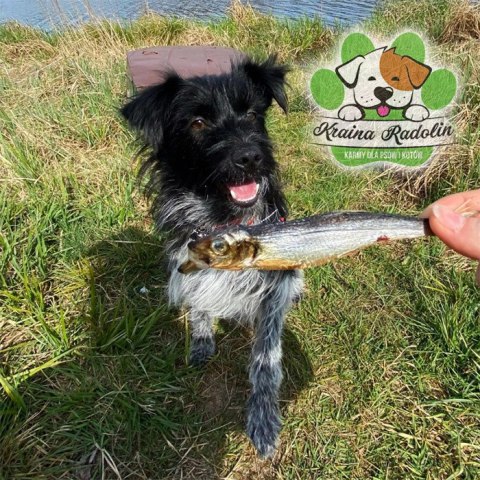 Szprotka bałtycka 40g ryba przysmak dla psa gryzaki naturalne EXTRA