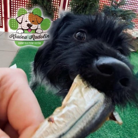 Szprotka bałtycka 40g ryba przysmak dla psa gryzaki naturalne EXTRA