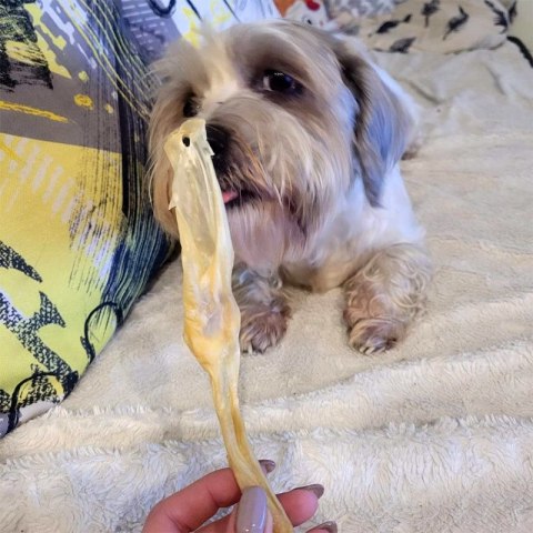 Ucho królika białe 5 szt