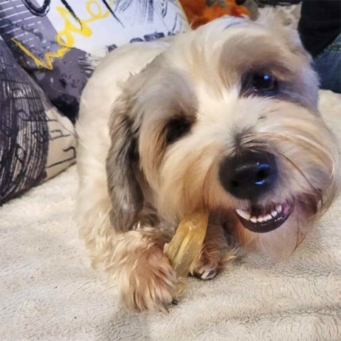 Ucho królika białe 5 szt