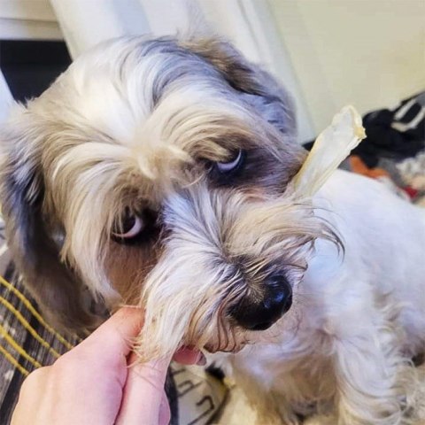 Ucho królika białe 5 szt