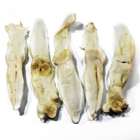 Ucho królika białe 5 szt