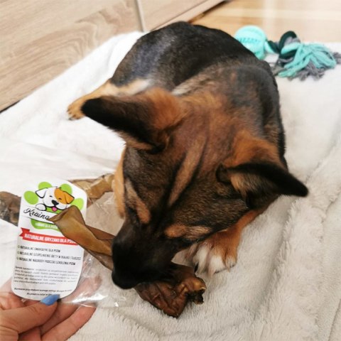 Ucho wołowe przysmak dla psa gryzaki naturalne