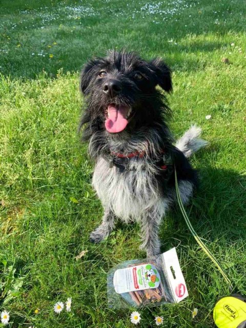 Żołądek wieprzowy 40g MAŁE RASY PREMIUM